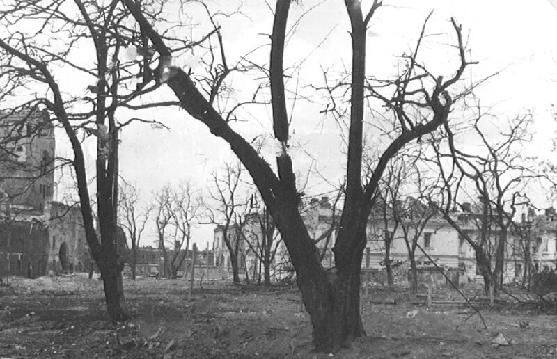 Деревья в Брестской крепости без листьв